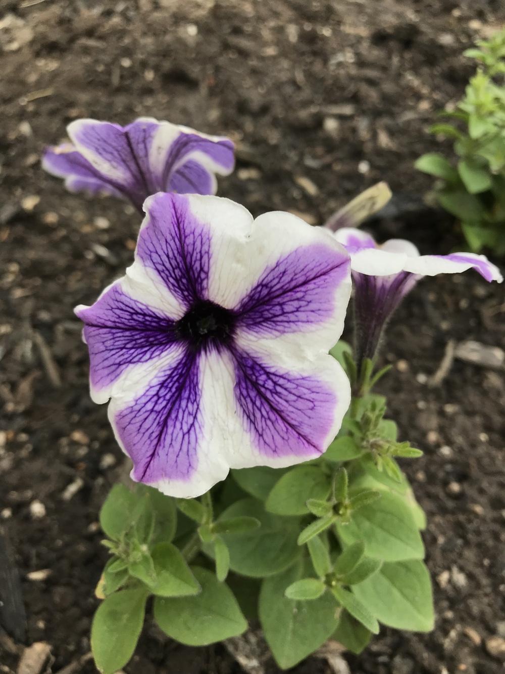 Photo of Petunias (Petunia) uploaded by Michelezie