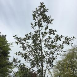 Location: Morpeth, Northumberland UK
Date: 2018-05-11
Young tree