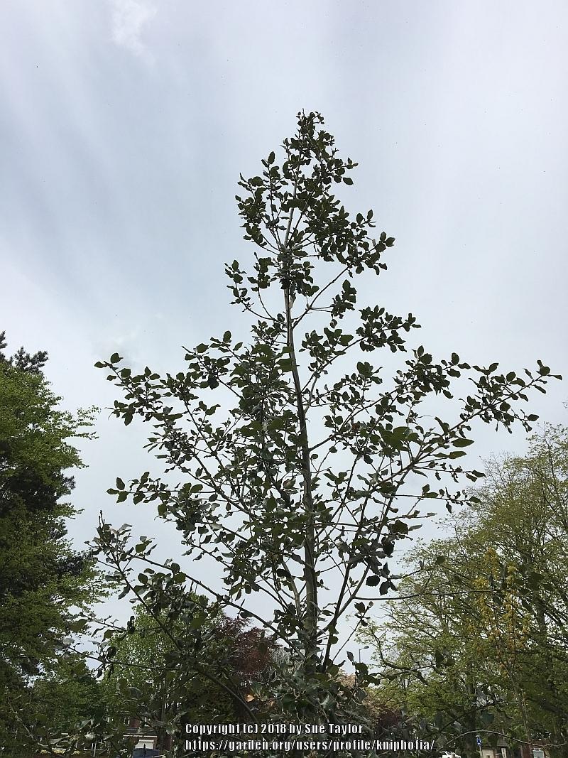 Photo of Holm Oak (Quercus ilex) uploaded by kniphofia