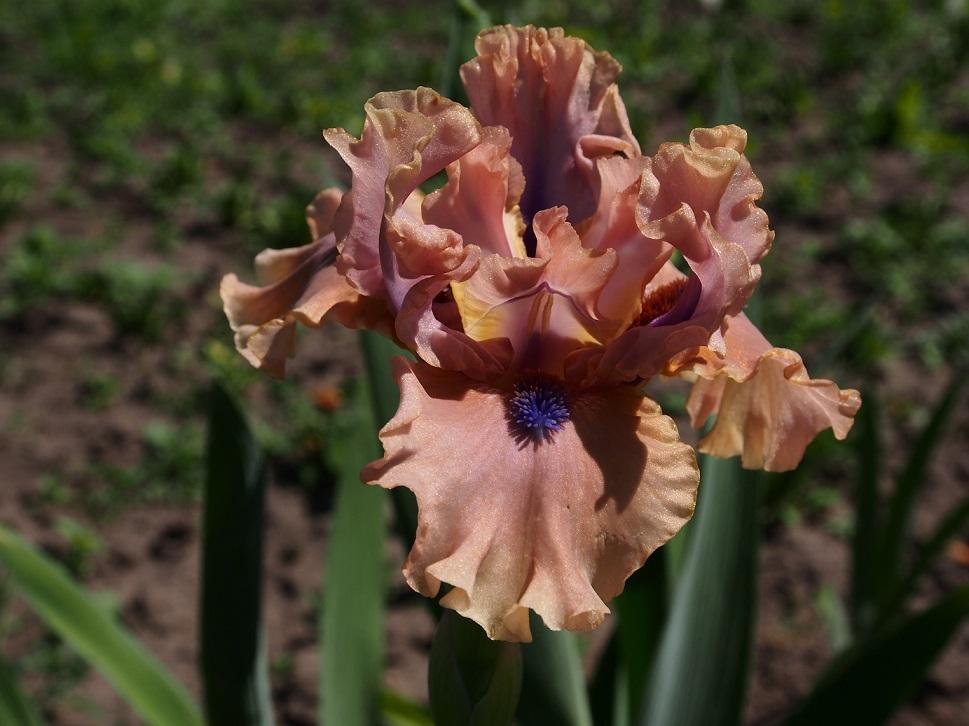 Photo of Intermediate Bearded Iris (Iris 'Bahama Blues') uploaded by IaninaUkr