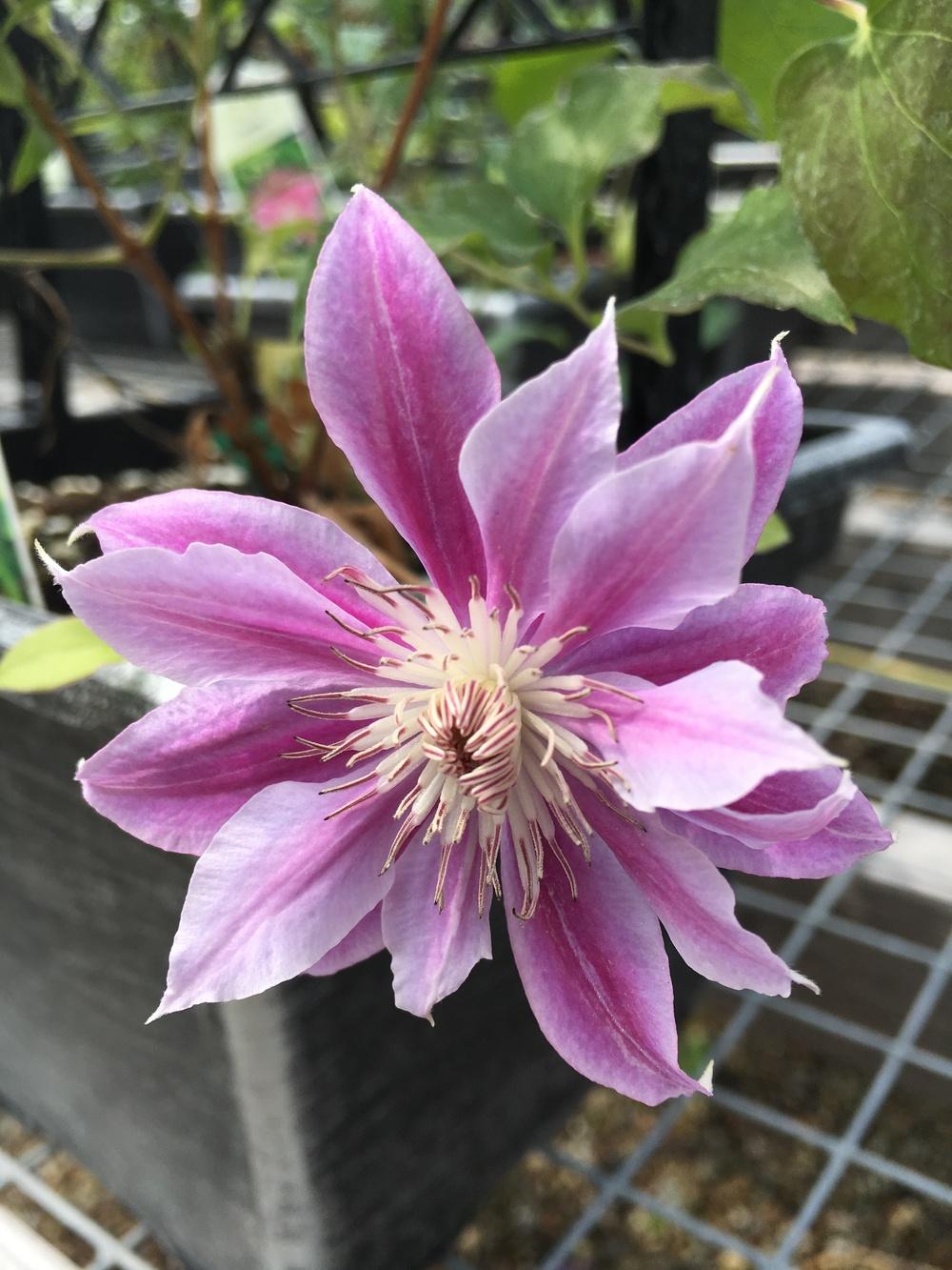 Photo of Clematis 'Dr. Ruppel' uploaded by Lucichar