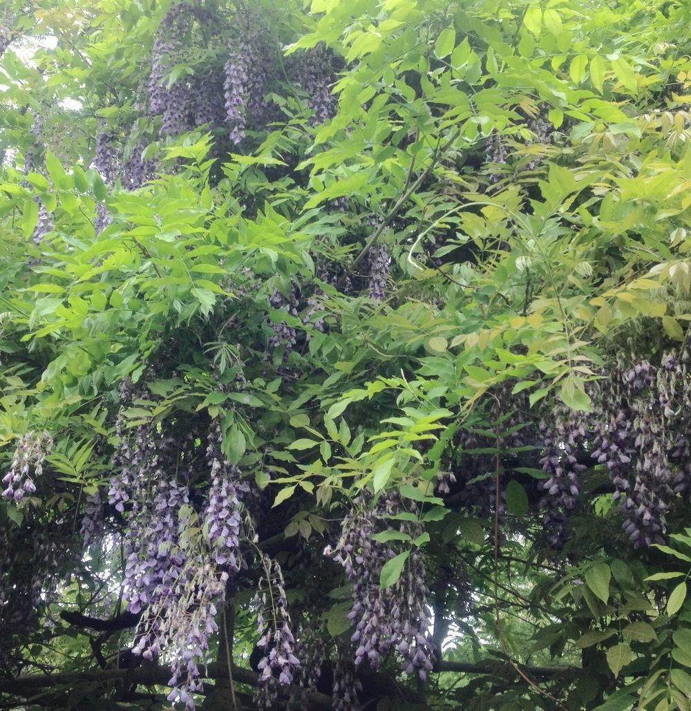 Photo of Chinese Wisteria (Wisteria sinensis) uploaded by csandt