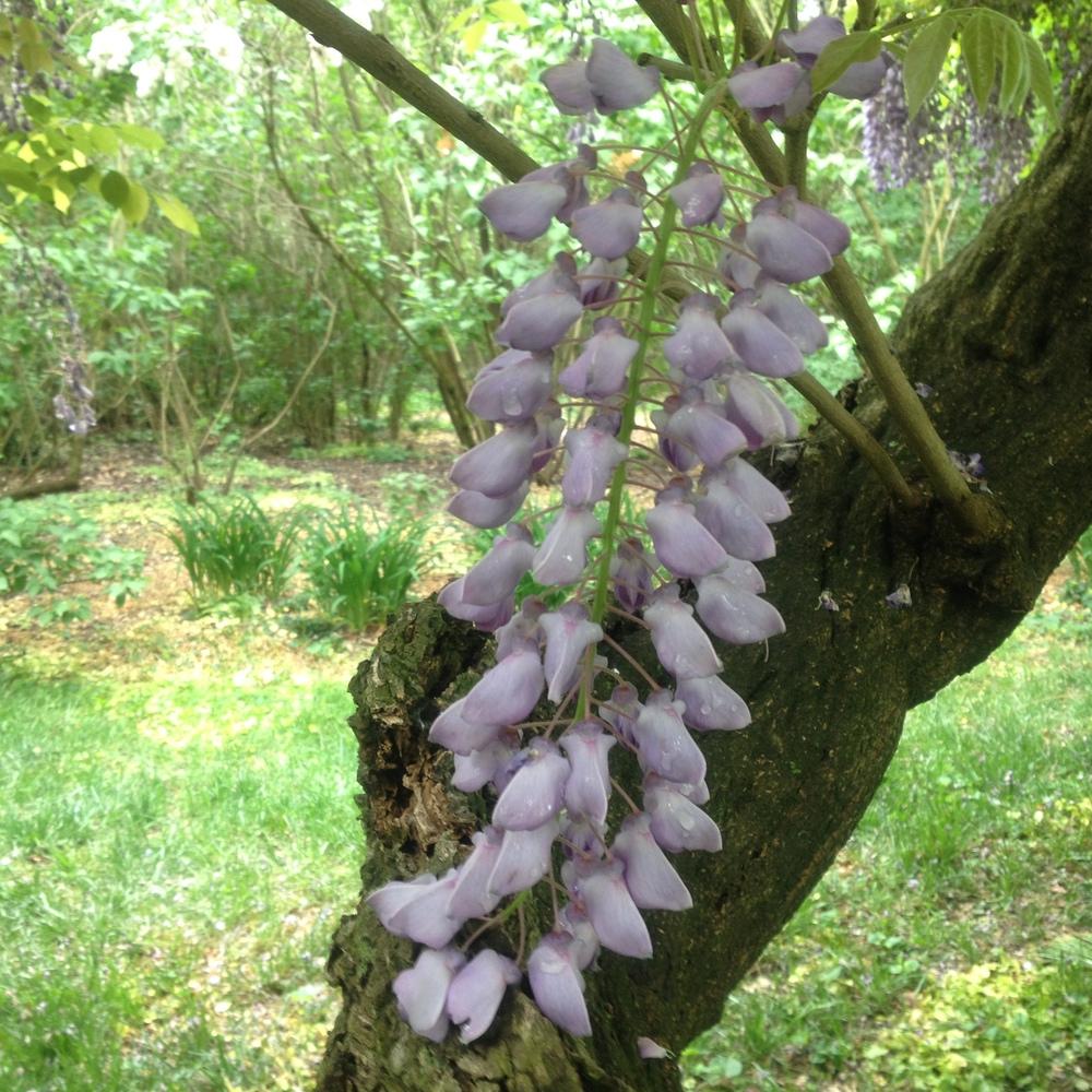 Photo of Chinese Wisteria (Wisteria sinensis) uploaded by csandt