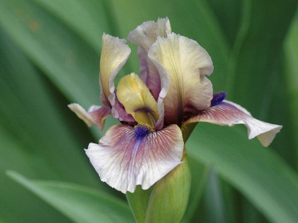 Photo of Intermediate Bearded Iris (Iris 'Rikki Tiki') uploaded by dirtdorphins