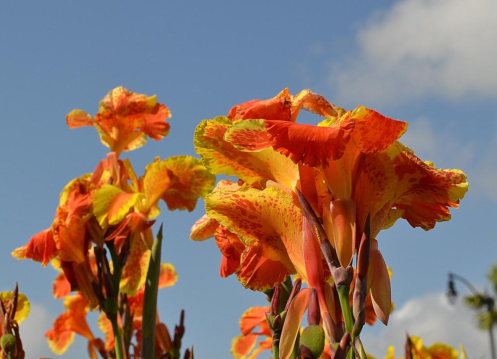 Photo of Cannas (Canna) uploaded by sunkissed