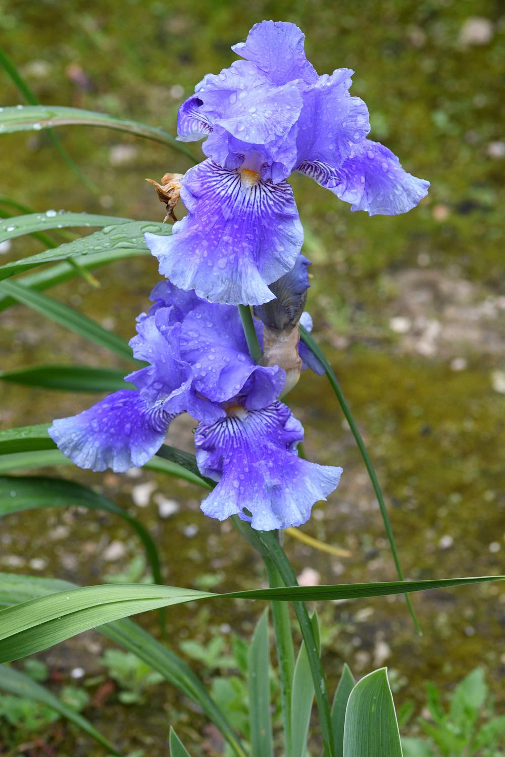 Photo of Tall Bearded Iris (Iris 'Money in Your Pocket') uploaded by cliftoncat