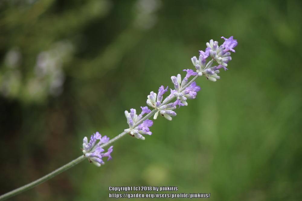 Photo of English Lavender (Lavandula angustifolia) uploaded by pinkiris