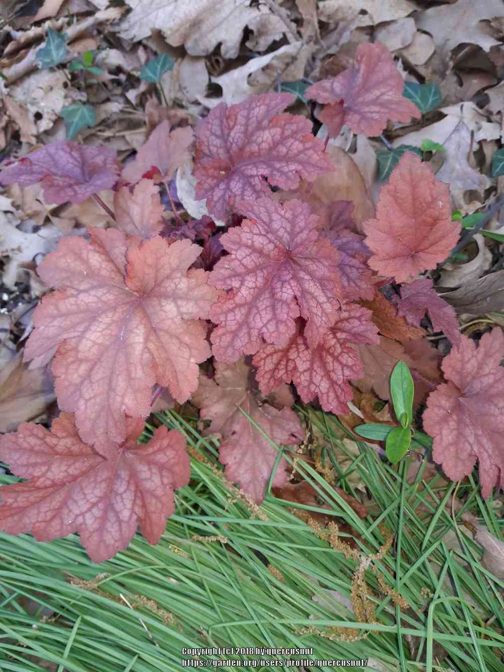 Coral Bells Plant Care and Collection of Varieties