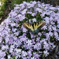 
Date: 2018-03-31
Swallowtail really loved the blooms