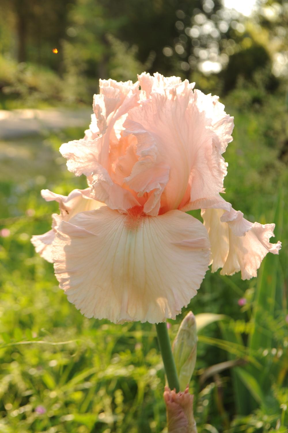 Photo of Tall Bearded Iris (Iris 'Happenstance') uploaded by Phytodiscovery