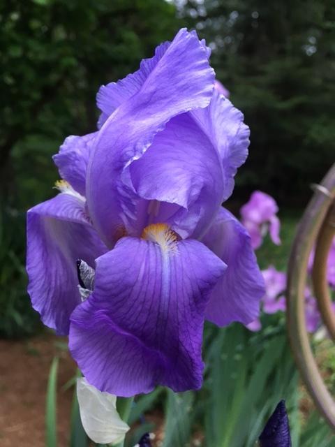 Photo of Species Iris (Iris pallida) uploaded by lharvey16