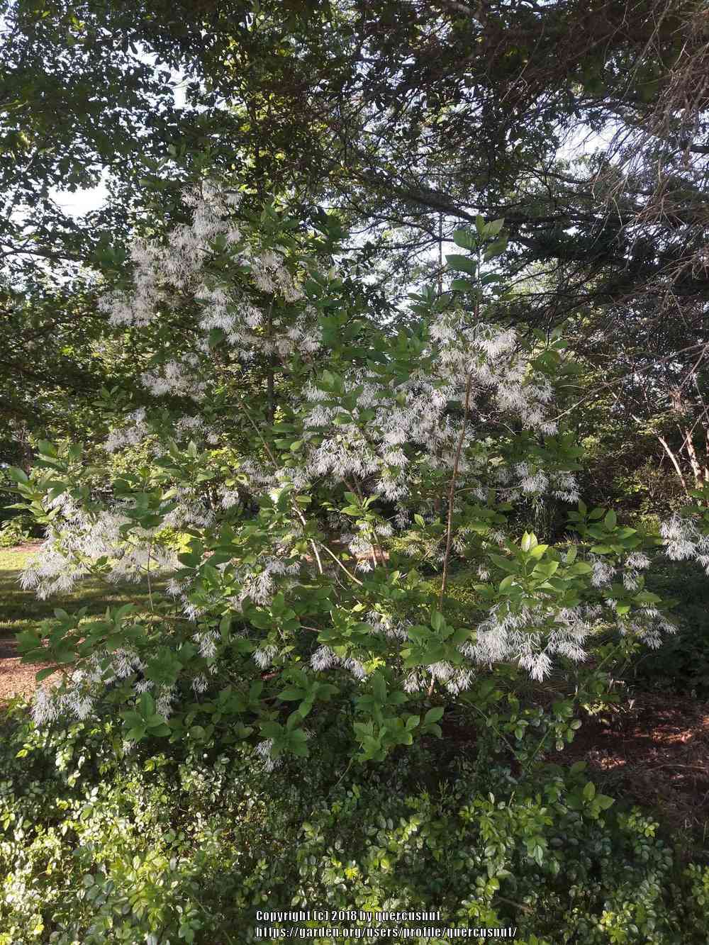 Photo of Fringe Tree (Chionanthus virginicus) uploaded by quercusnut
