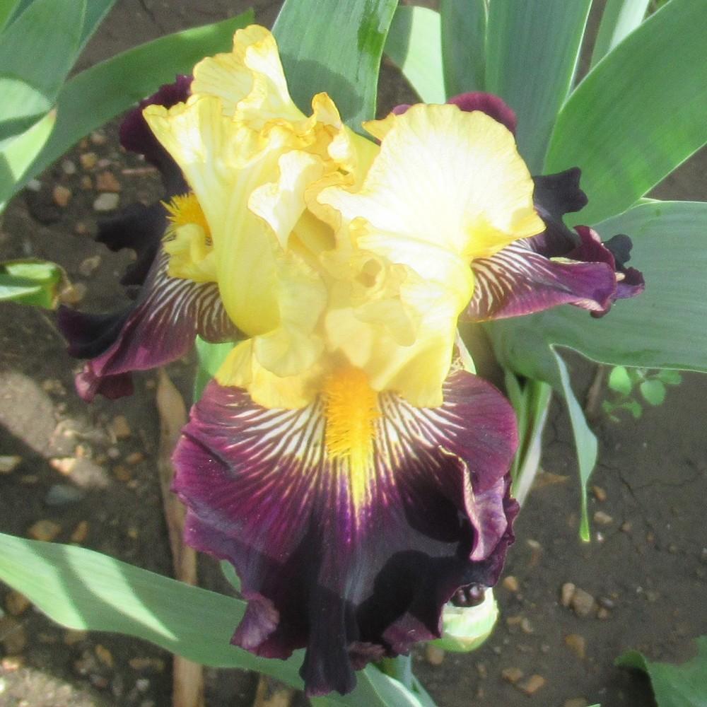Photo of Tall Bearded Iris (Iris 'Reckless Abandon') uploaded by stilldew