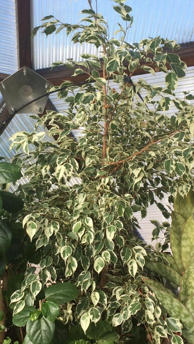 Photo of Weeping Fig (Ficus benjamina 'Variegata') uploaded by plantmanager