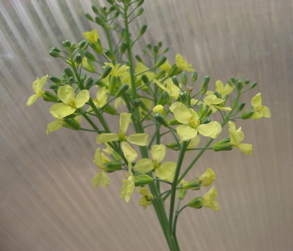 Photo of Brassicas (Brassica) uploaded by plantmanager