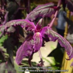 Location: 2018 Philadelphia Flower Show
Date: 2018-03-06
I haven't seen this plant in decades, but it was tucked in all ov