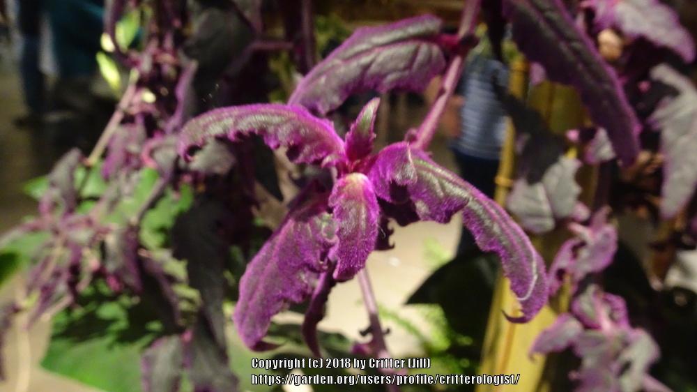 Photo of Purple Velvet Plant (Gynura aurantiaca 'Purple Passion') uploaded by critterologist