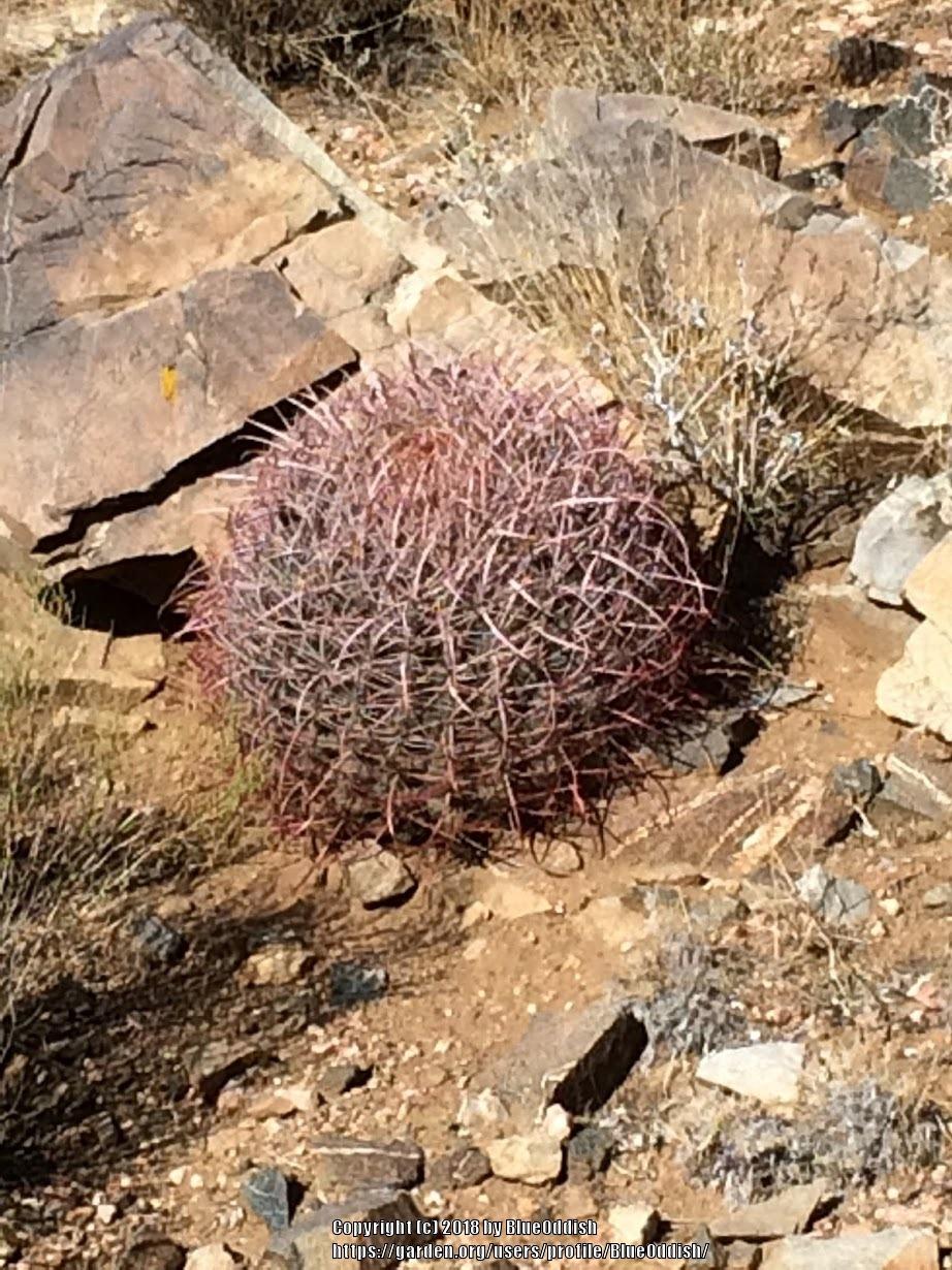 Photo of Compass Barrel Cactus (Ferocactus cylindraceus) uploaded by BlueOddish