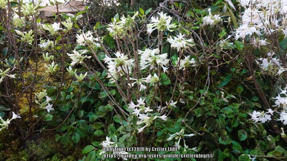 Photo of Coastal Azalea (Rhododendron atlanticum) uploaded by critterologist