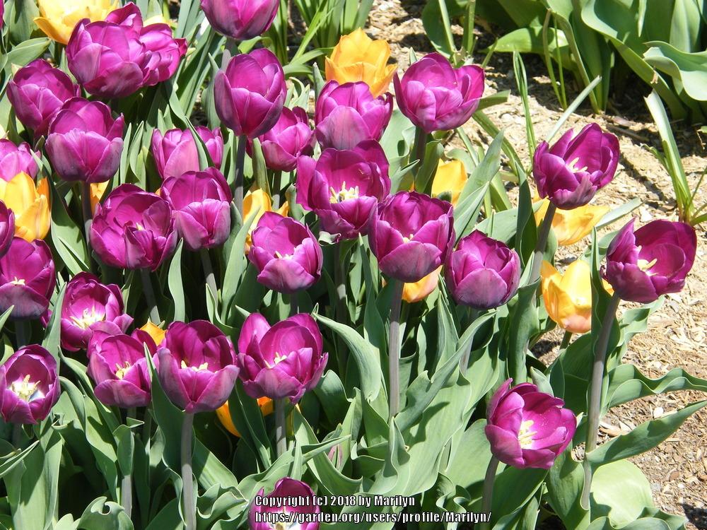 Photo of Tulips (Tulipa) uploaded by Marilyn