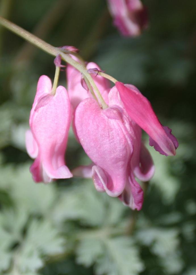 Photo of Bleeding Heart (Dicentra 'King of Hearts') uploaded by Lyshack