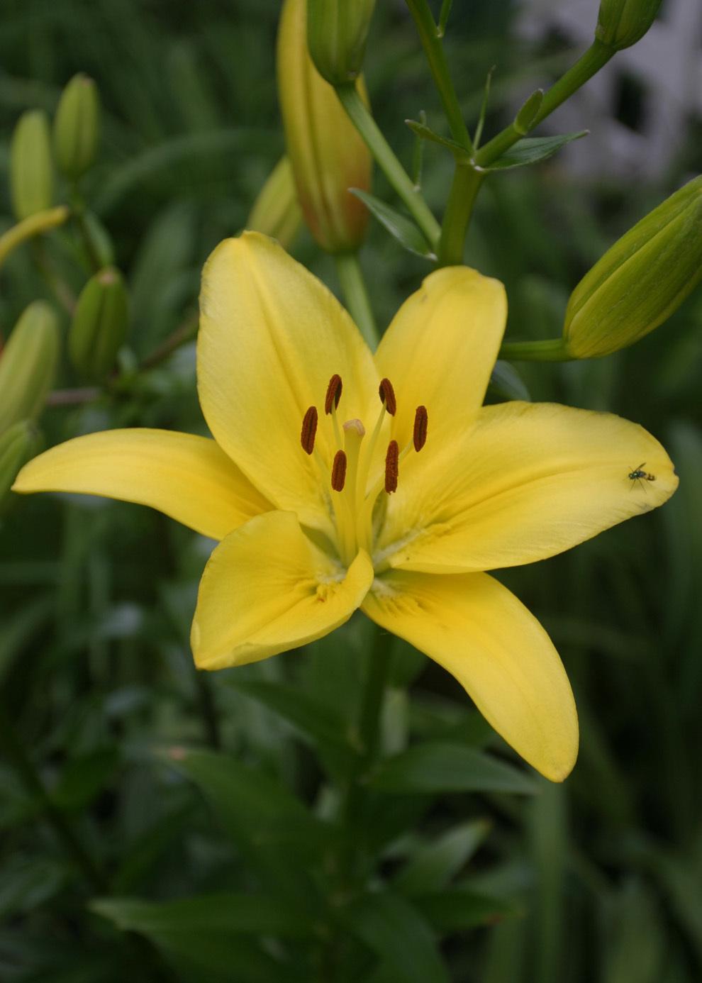 Photo of Lilies (Lilium) uploaded by Lyshack