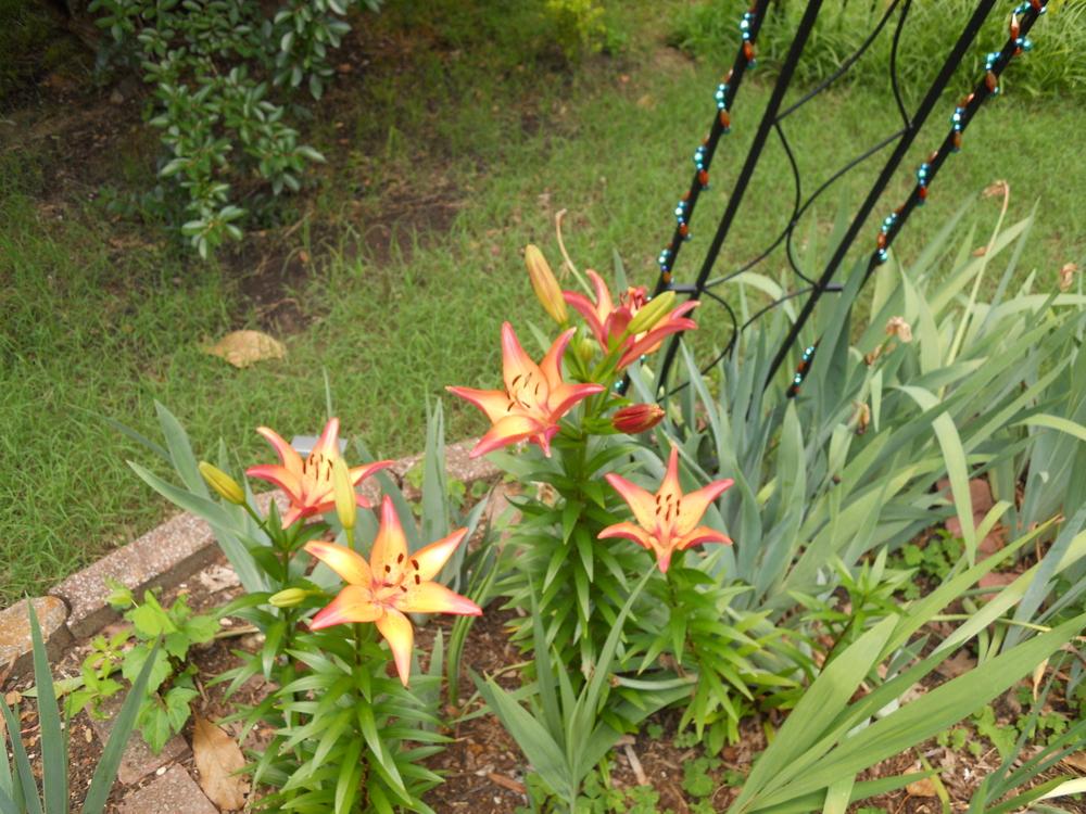Photo of Lilies (Lilium) uploaded by Buzzbea424