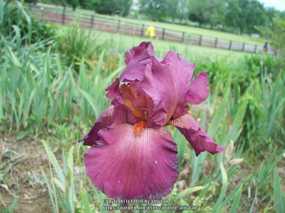 Photo of Tall Bearded Iris (Iris 'Lady Friend') uploaded by alilyfan