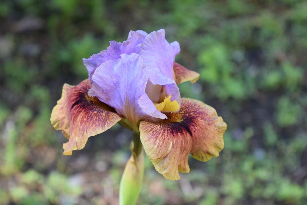 Photo of Arilbred Iris (Iris 'Afreet') uploaded by Dachsylady86