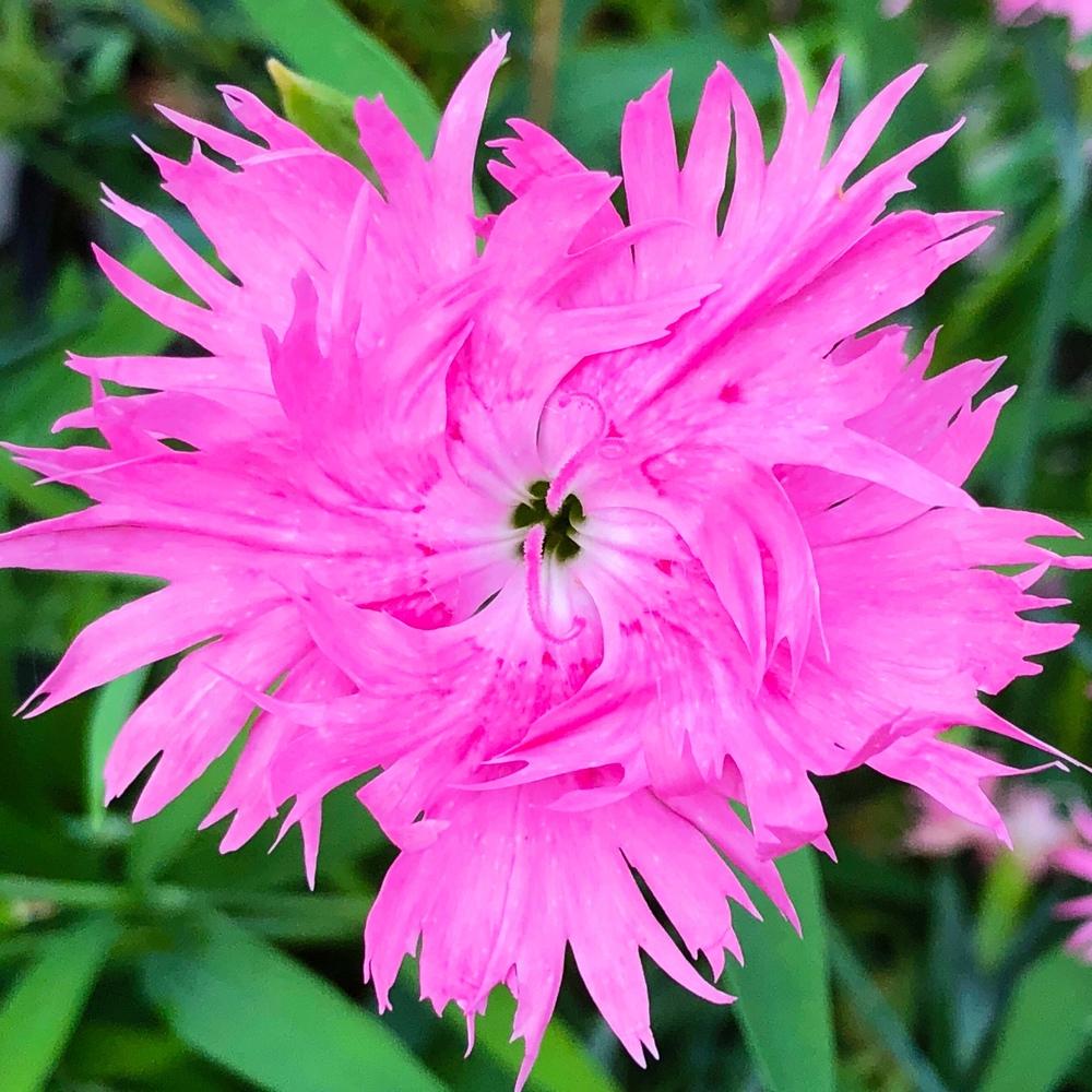 Dianthus Plant Care and Collection of Varieties