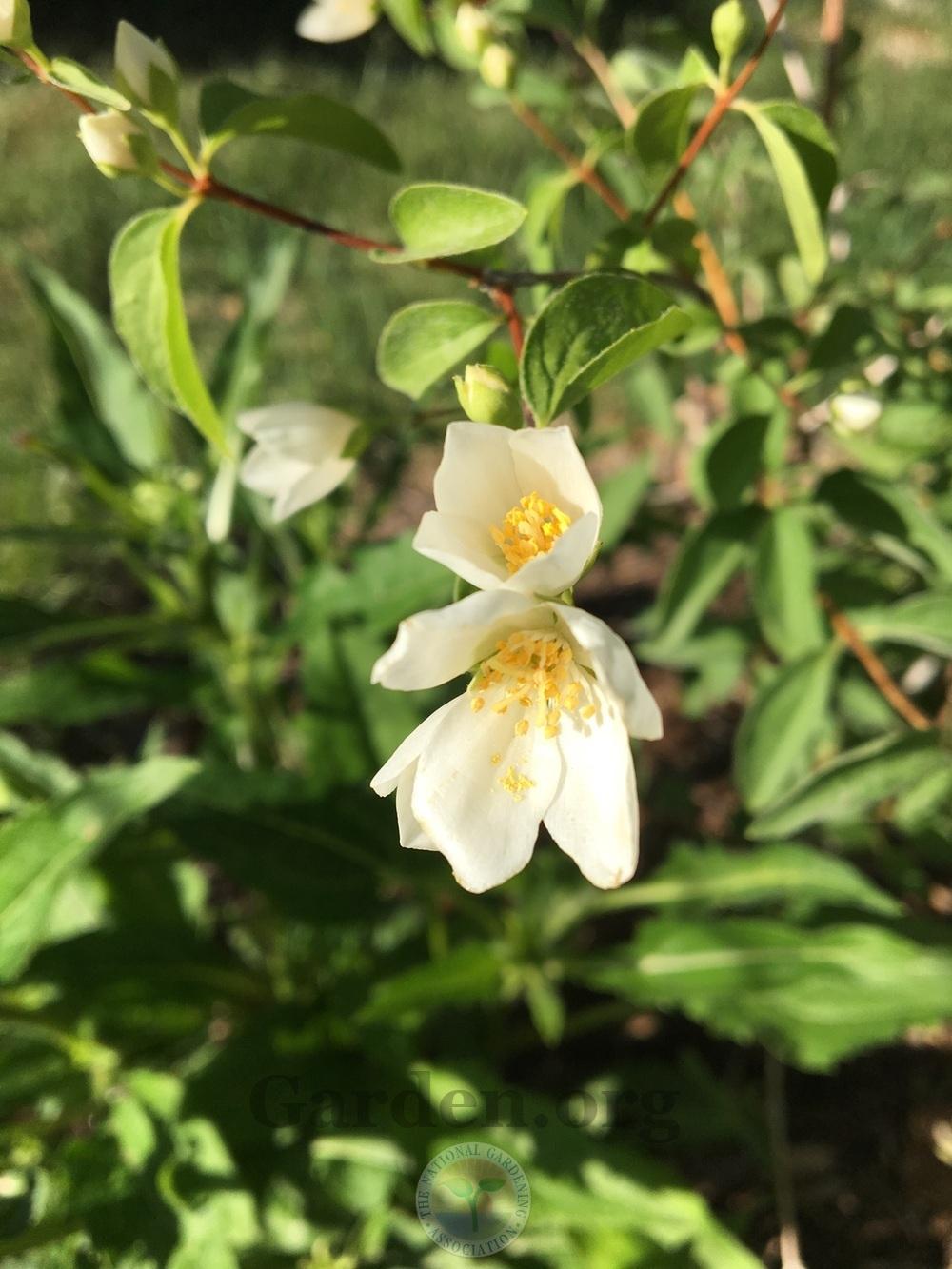 Mock Oranges Plant Care and Collection of Varieties