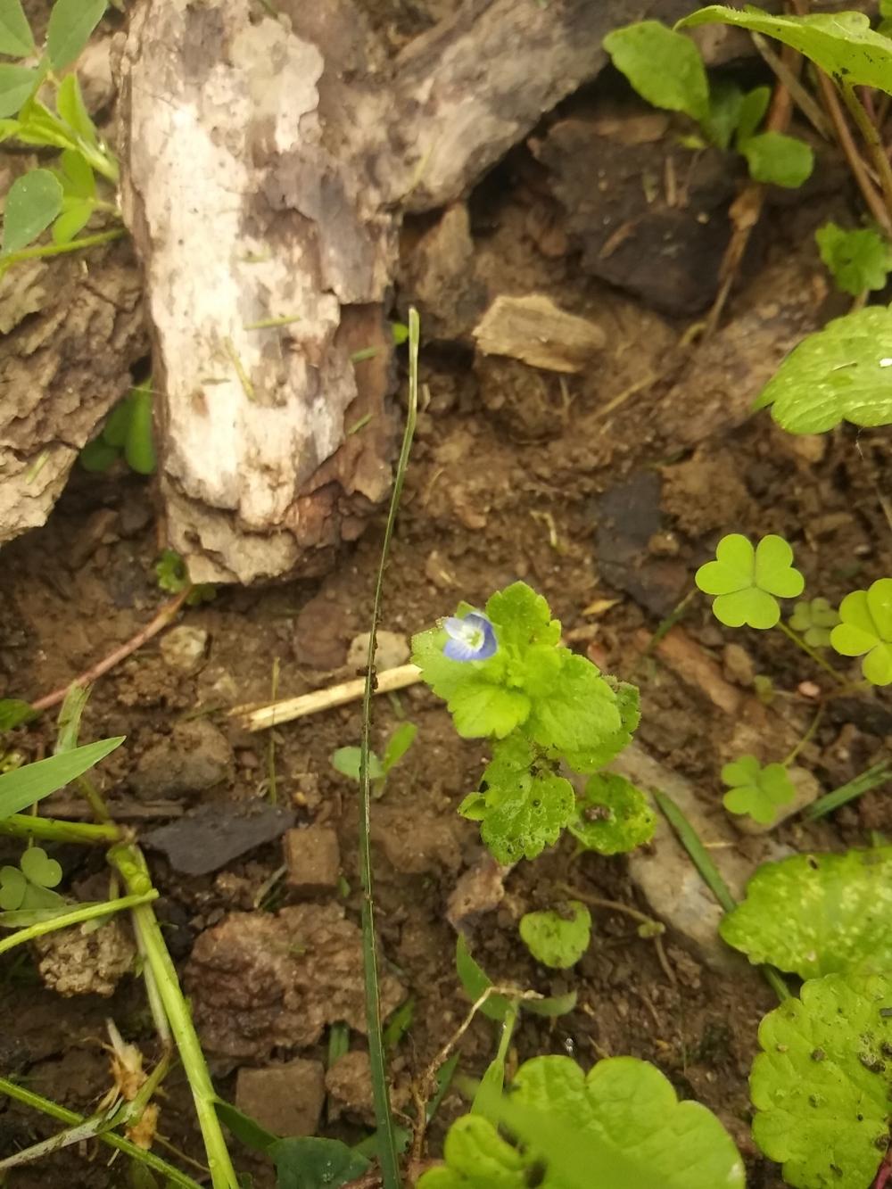 Photo of Persian Speedwell (Veronica persica) uploaded by m33jones2