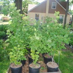 Location: Redbud Native Plant Nursery in Media, PA
Date: 2018-06-05
6 young trees for sale in pots