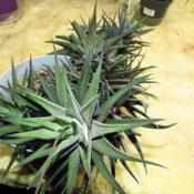 Scape's orgin from Haworthia  pictured here (basement under fluor