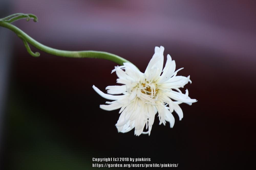 Photo of Shasta Daisy (Leucanthemum x superbum 'Crazy Daisy') uploaded by pinkiris