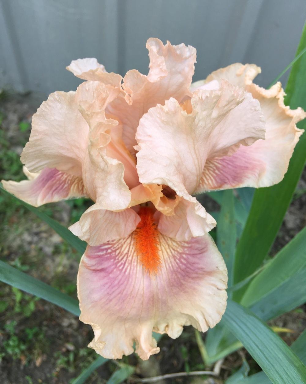 Photo of Tall Bearded Iris (Iris 'Augustine') uploaded by Lbsmitty
