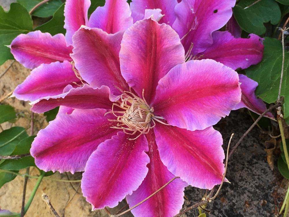 Photo of Clematis uploaded by bumplbea