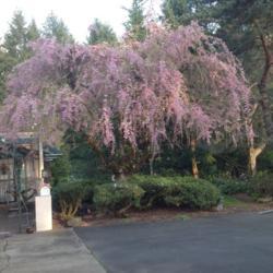 Location: Front garden
Date: 2015-03-21
Blooming cherry tree