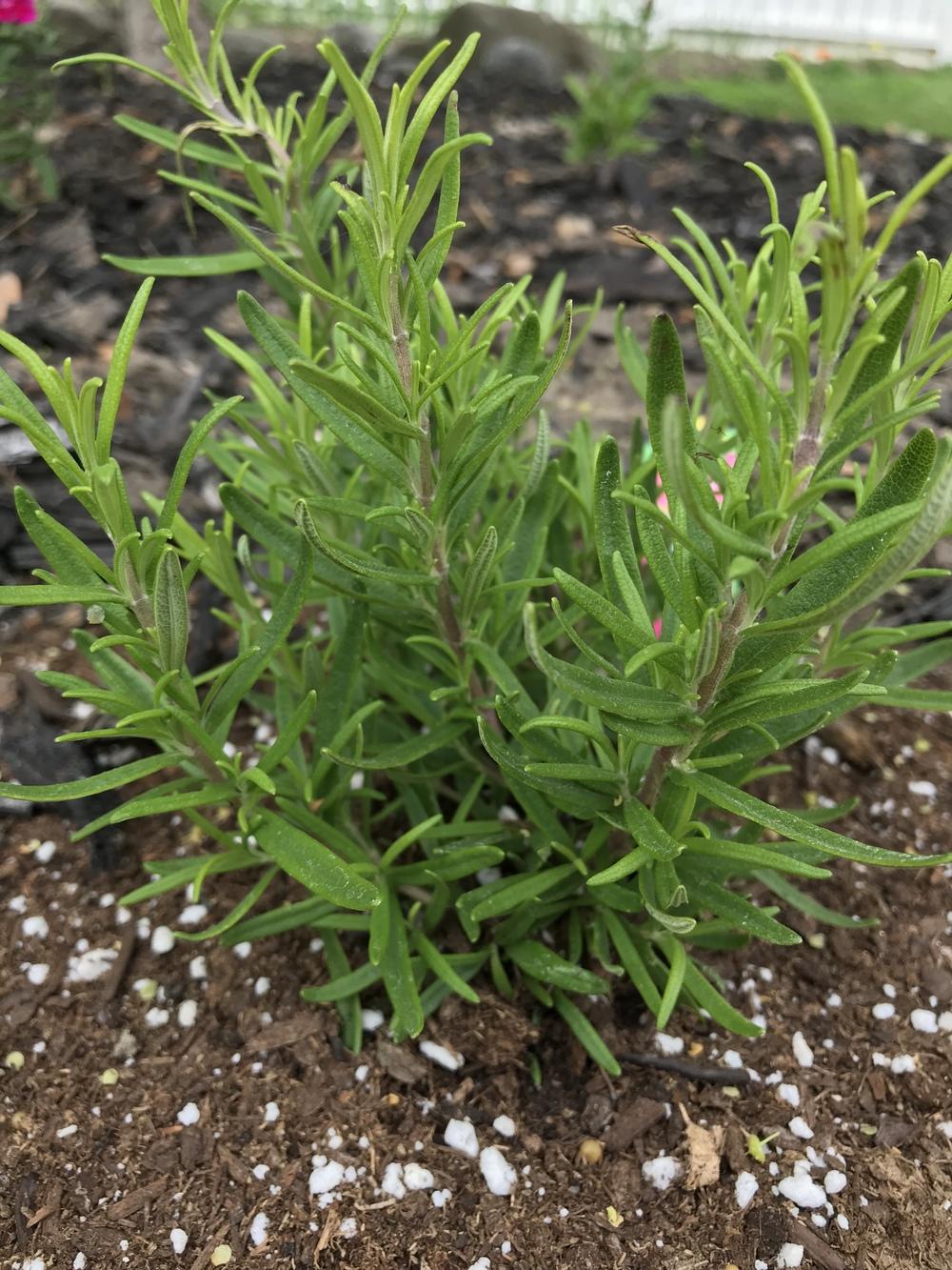 Photo of Rosemary (Salvia rosmarinus) uploaded by Michelezie
