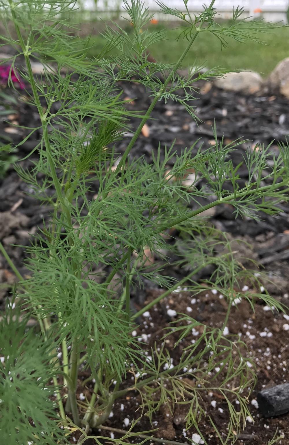 Photo of Dill (Anethum graveolens 'Fernleaf') uploaded by Michelezie