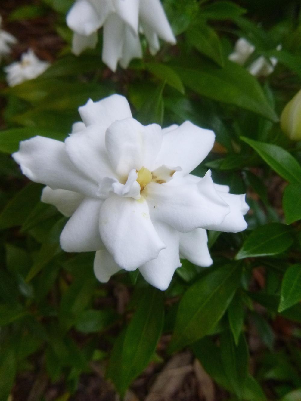 Gardenias Plant Care and Collection of Varieties