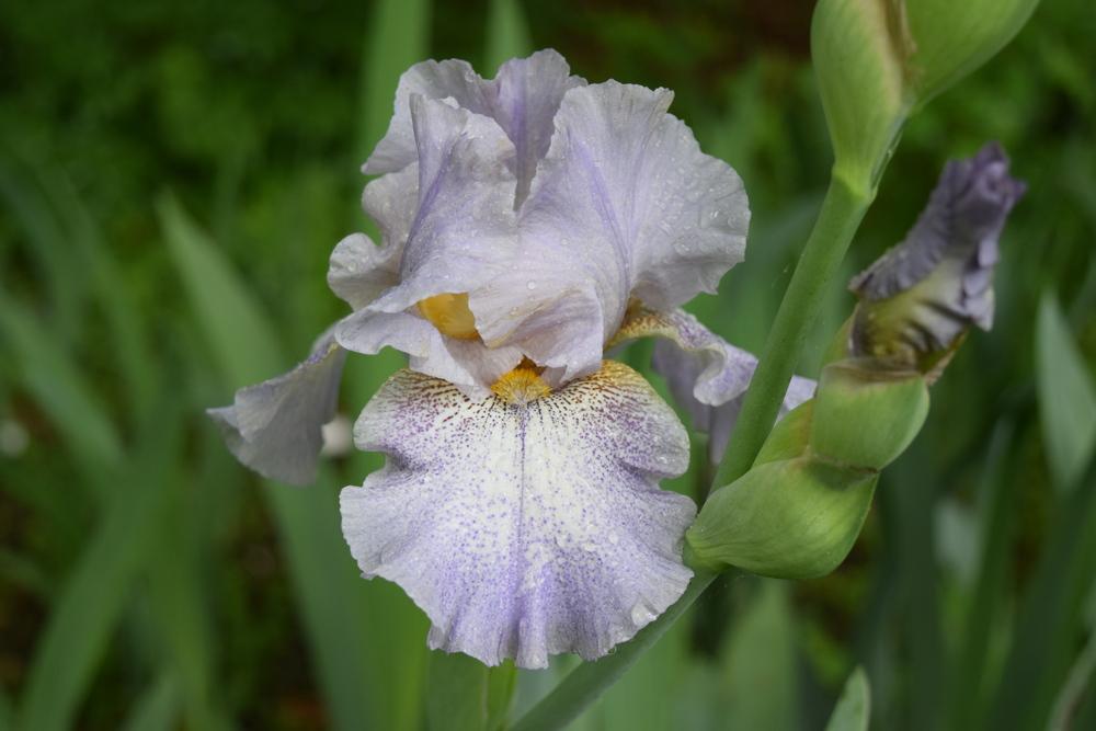 Photo of Tall Bearded Iris (Iris 'Hidden Gem') uploaded by Dachsylady86