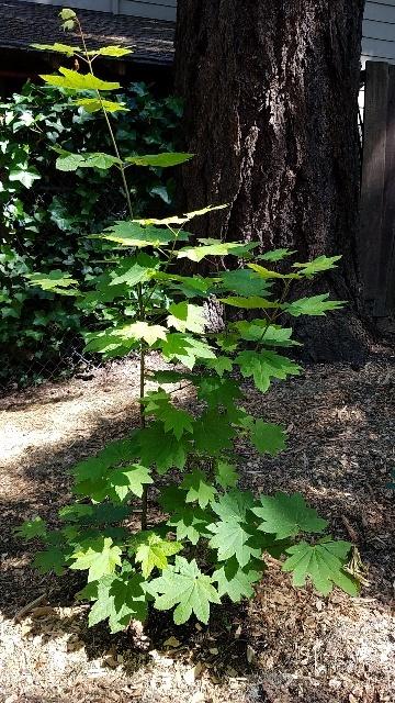 Photo of Vine Maple (Acer circinatum) uploaded by nuttallii