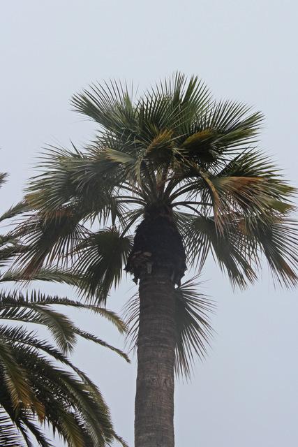 Photo of California Fan Palm (Washingtonia filifera) uploaded by RuuddeBlock