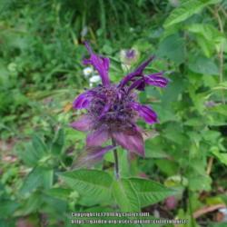 Location: my garden in Frederick MD
Date: 2015-06-16
really, truly purple!