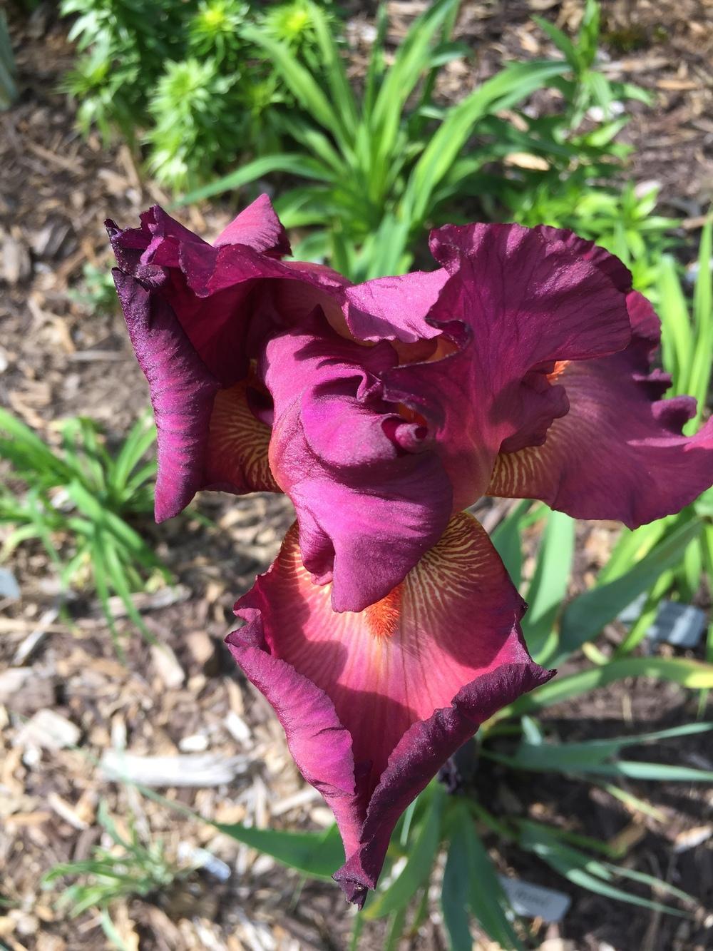 Photo of Tall Bearded Iris (Iris 'Lady Friend') uploaded by jdseely1
