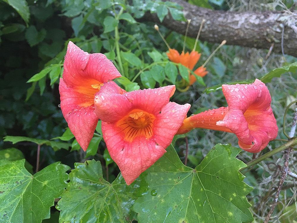 Photo of Trumpet Vine (Campsis radicans) uploaded by sunkissed