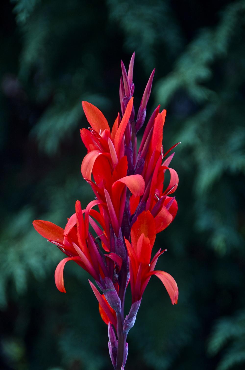 Photo of Cannas (Canna) uploaded by Fleur569