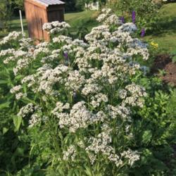 Location: Brownstown Pennsylvania
Date: 2018-06-17
Stinky flowers- but the bugs love it