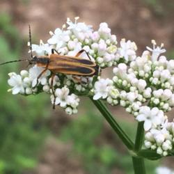 Location: Brownstown Pennsylvania
Date: 2018-06-01
Soldier Beetle on Valerian Flower
